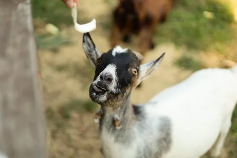 Curious goat looking up while waiting to be fed outdoors Stock Photos