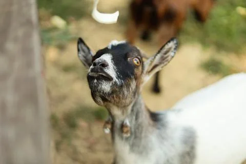 Curious goat looking up while waiting to be fed outdoors Stock Photos
