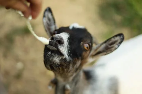 Curious goat looking up while waiting to be fed outdoors Stock Photos
