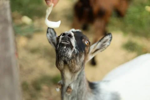 Curious goat looking up while waiting to be fed outdoors Foto stock
