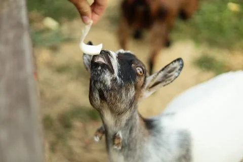 Curious goat looking up while waiting to be fed outdoors Foto stock