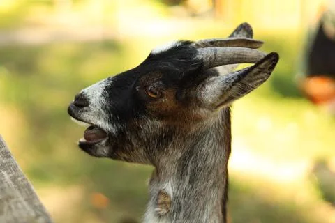 Curious goat looking up while waiting to be fed outdoors Foto stock