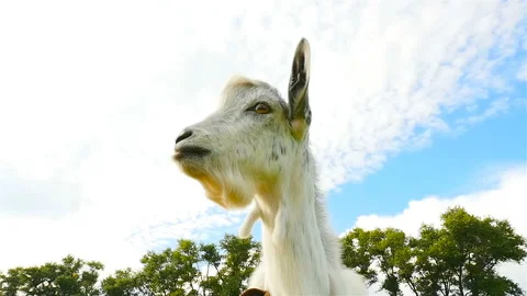 A curious goat looks into the camera. Close-up. Slow motion Stock Footage 96332350