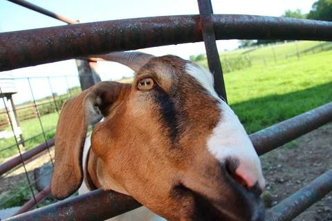 Curious goat peeks through rusty metal fence on sunny day in pastoral setting Stock Photos