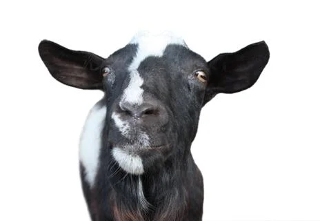 Curious goat Stock Photos
