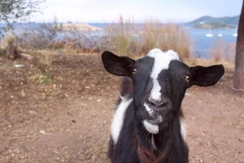 Curious goat Stock Photos