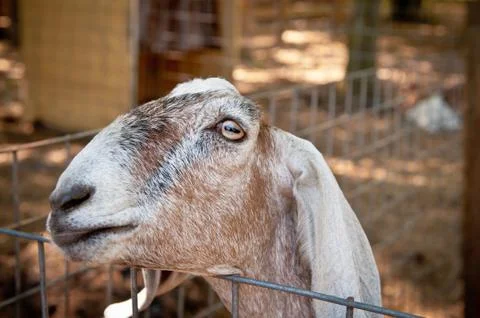 Curious Goat Stock Photos