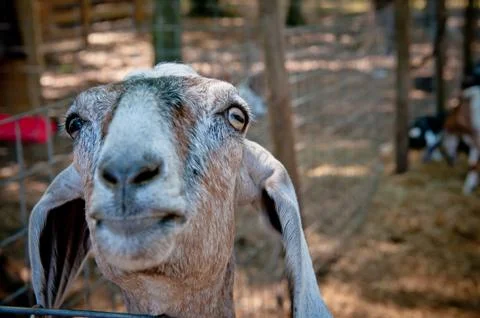 Curious Goat Stock Photos
