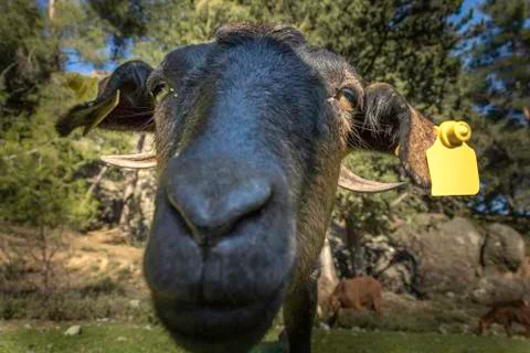 Curious Goat Photos