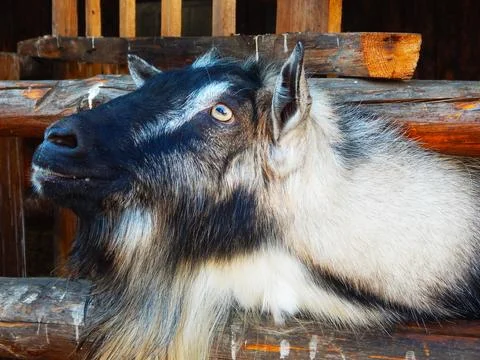 Curious Goat Stock Photos