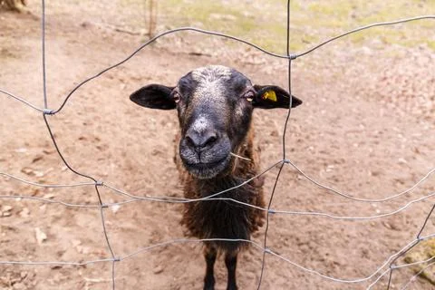 Curious Goat Stock Photos