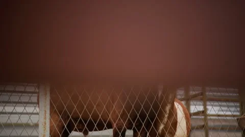 Curious goats examine rustic enclosure, Two inquisitive goats observe within Stock Footage 325087230