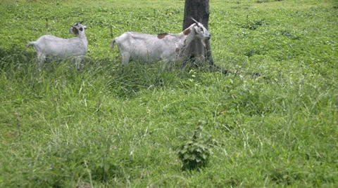 Curious goats Video stock 25520750