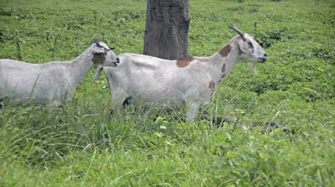 Curious goats Video stock 25522107