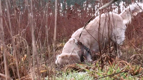 Curious golden retriever on a leash digging a hole in the ground, sniffing .. Video stock 286756520