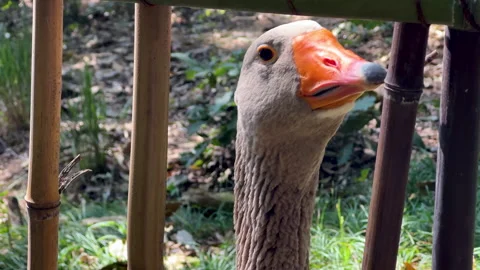 A curious goose looking around through bamboo fence Stock Footage 287572613