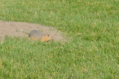 Curious gopher looks out Stock Photos