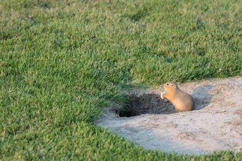 Curious gopher looks out Stock Photos