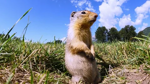 Curious gopher sniffs the camera left at her den entrance Vídeo Stock 272565329