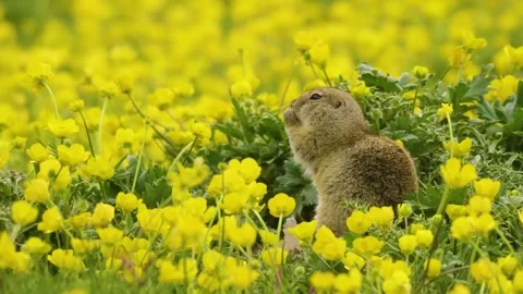 Curious Gopher (Spermophilus) in a Field of Yellow Flowers in the Caucasus Mount Stock Footage 325681624
