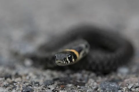 Curious grass snake Stock Photos