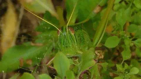 Curious Grasshopper Video stock 237523732