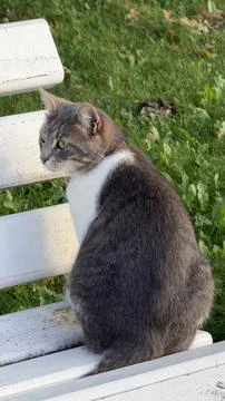 Curious gray and white cat resting on a rustic white wooden bench in a park Stock Photos