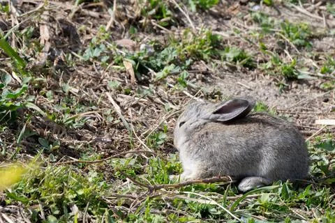 Curious Gray Bunny in Natural Setting Stock Photos