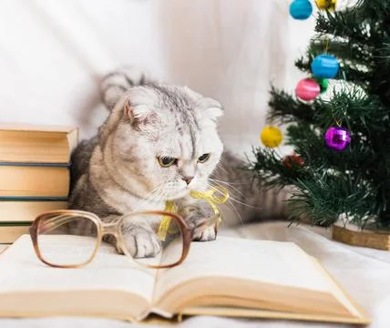 Curious gray cat lying next to books and Christmas tree Stock Photos