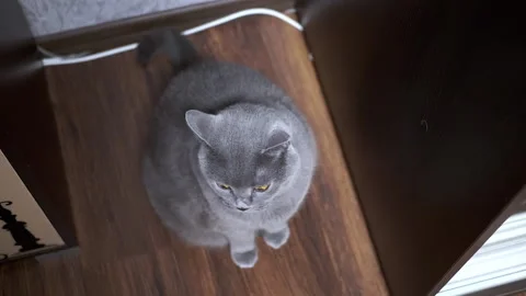 Curious gray cat observes Stock Footage 306778386