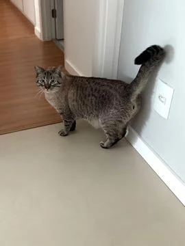 Curious gray cat Stock Photos