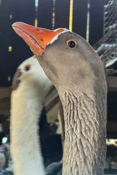 Curious gray goose looking at the camera at a farm Stock Photos