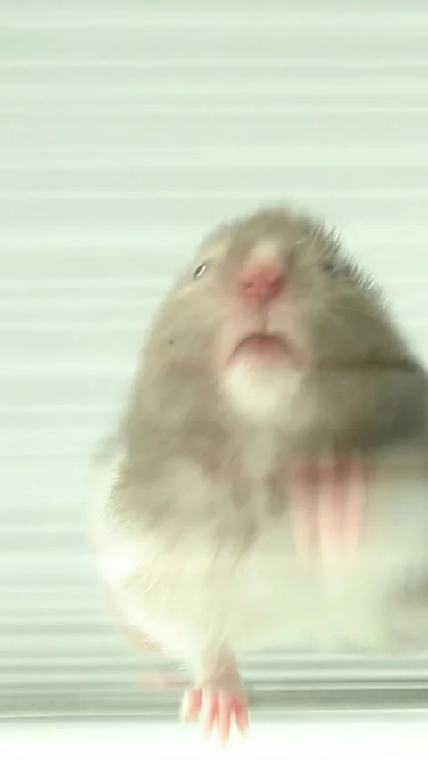 Curious gray hamster exploring and sniffing around in light green environment Video stock 309853902