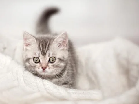 Curious gray kitten Stock Photos