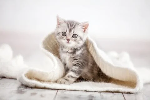 Curious gray kitten Stock Photos