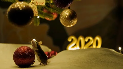 Curious gray mouse touches a large red Christmas ball. Stock Footage 117443755