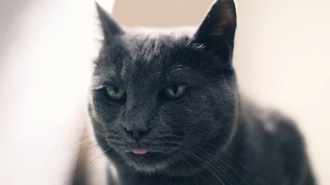 Curious gray russian blue cat Stock Footage 119676817