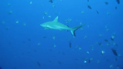 Curious gray shark slowly approaches tropical seas 動画素材 200428241
