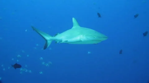 Curious gray shark slowly approaches tropical seas 動画素材 200428292
