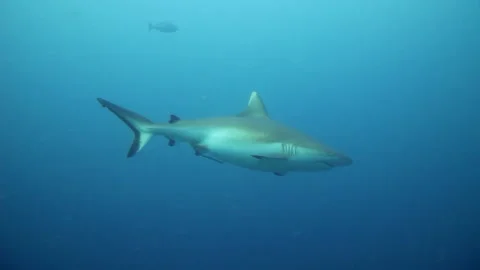 Curious gray shark slowly approaches tropical seas 動画素材 200428329