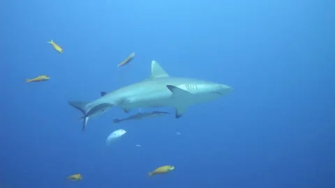 Curious gray shark slowly approaches tropical seas 動画素材 200428367