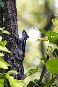 Curious Gray Squirrel Climbing a Tree Trunk in a Sunlit Forest Scene Stock Photos