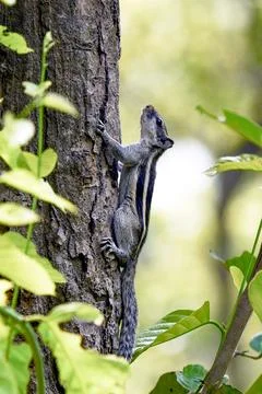 Curious Gray Squirrel Climbing a Tree Trunk in a Sunlit Forest Scene Stock Photos