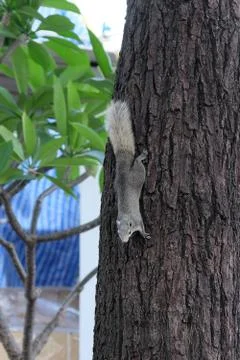 A curious gray squirrel climbs a tree trunk. Stock Photos