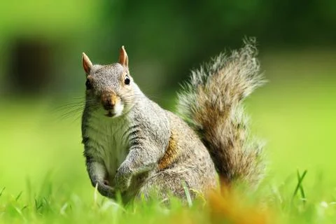 Curious gray squirrel looking at camera ( Sciurus carolinensis ) Stock Photos