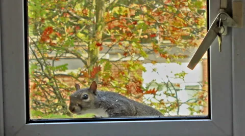 Curious, gray squirrel looking through the window Stock Footage 43052823