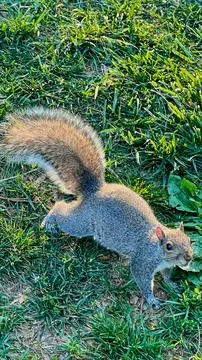 Curious Gray Squirrel Standing on Green Grass in Park Stock Photos