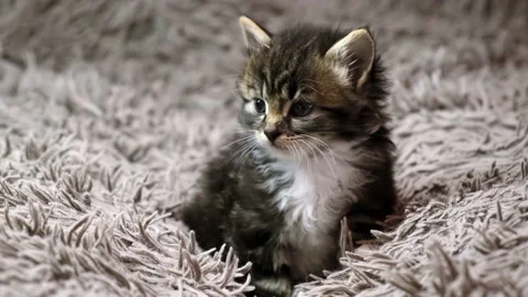Curious gray tabby kitten sits and attentively looks at camera on textile  Stock Footage 234135225
