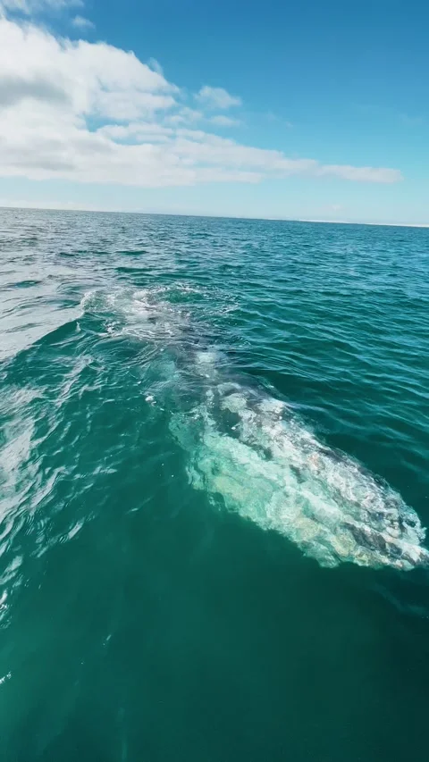 Curious gray whale swimming on the ocean surface Stock Footage 325964757