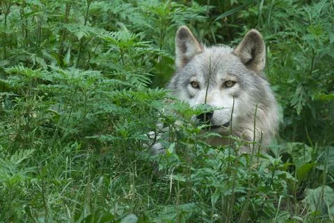 Curious gray wolf looking trough vegetation Stock Photos